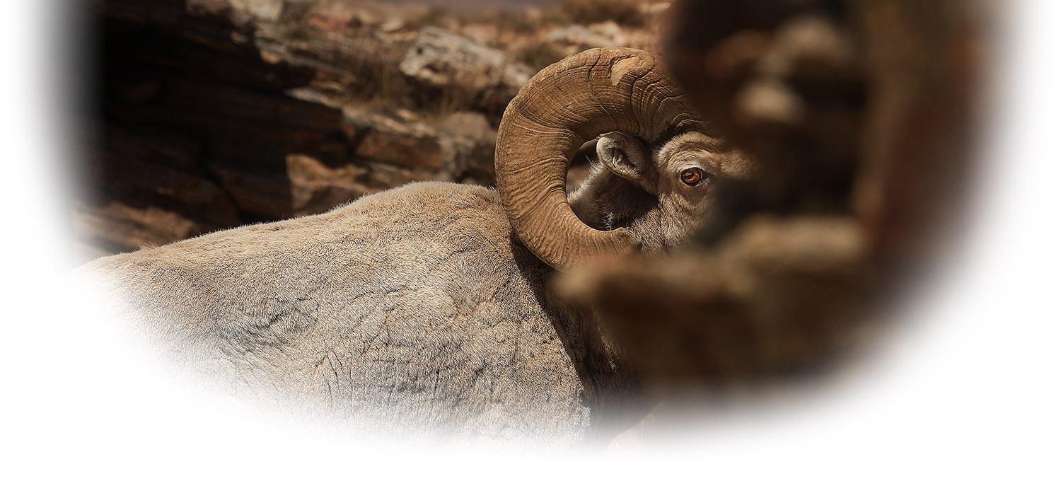 Bighorn sheep behind a rock by Morgan Jessica Westby